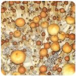 Псилоцибиновые (галлюциногенные)  грибы Psilocybin "Golden Teacher" в Севске