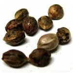 Семена марихуаны АК-47  (Seeds AK-47) в Севске